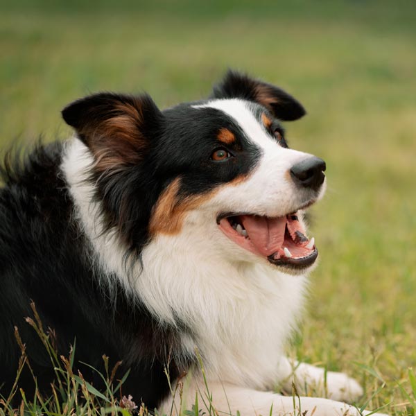 PappythePooperScooper-1839407247