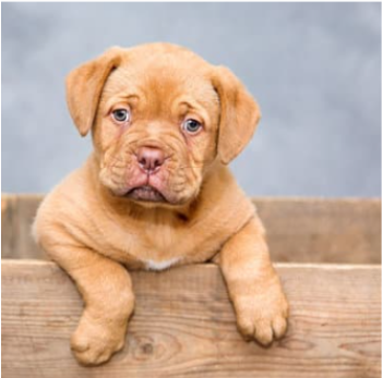 Pet Waste Removal Heartland Tx