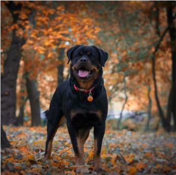 Pet Waste Texas