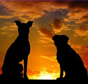 Heath Tx Pet Waste Removal